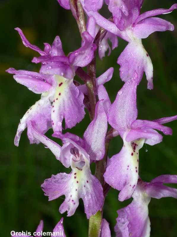 Il lago di Campotosto, orchidee, maltempo eschiarite! maggio/giugno 2023.